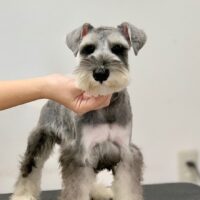 ミニチュアシュナウザー・にこな・３君