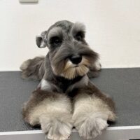 ミニチュアシュナウザー・・そんぐ・１君