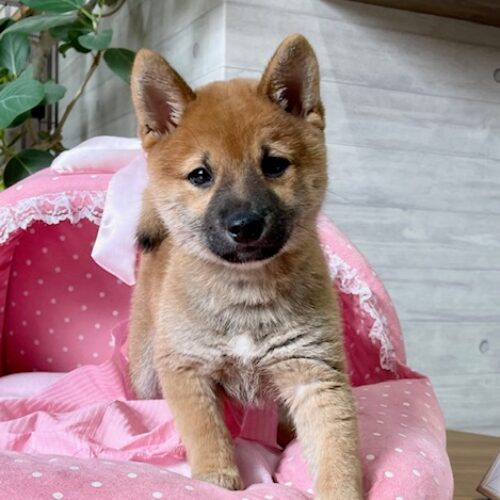 豆柴・海美・１君