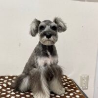 ミニチュアシュナウザー・・アミティ・１君