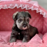 ミニチュアシュナウザー・波・２ちゃん