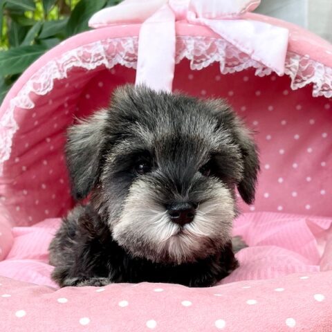 ミニチュアシュナウザー　　わらび・１ちゃん