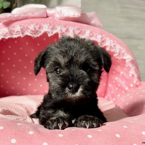 ミニチュアシュナウザー　　まいろ・１ちゃん