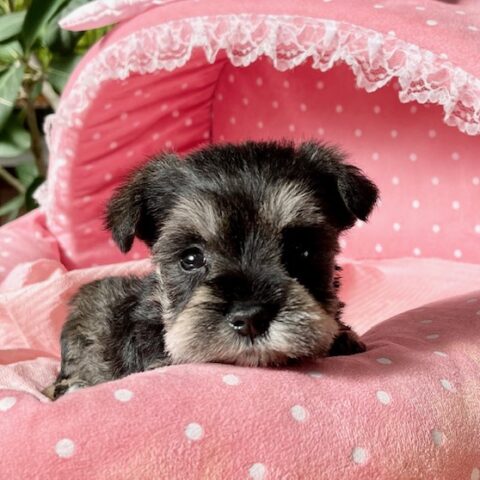 ミニチュアシュナウザー　　グリコ・１ちゃん
