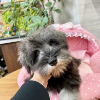 ミニチュアシュナウザー　　さやね・1君