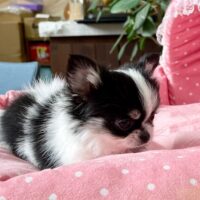 ちわわ・きらり・３ちゃん