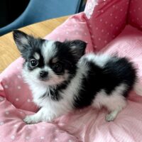 ちわわ・きらり・３ちゃん