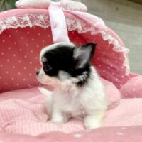ちわわ・おかき・３ちゃん
