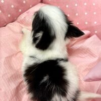 ちわわ・おかき・３ちゃん