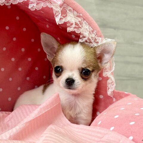 ちわわ・おかき・１ちゃん