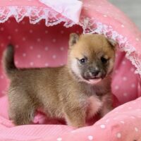 豆柴・まゆ・１ちゃん