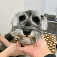 ミニチュアシュナウザー・六花・２君