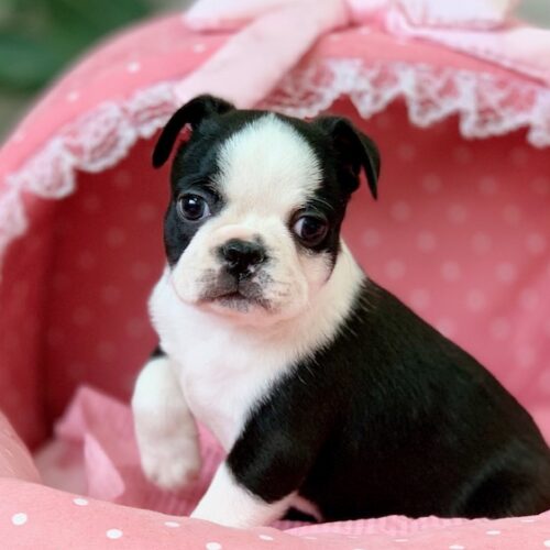 ボストンテリア・あんみつ・２君