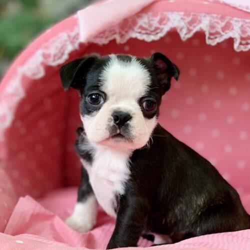 ボストンテリア・あんみつ・１君