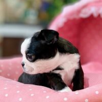 ボストンテリア・あんみつ・１君