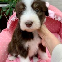 ビアデッドコリー・ミスティー・２ちゃん