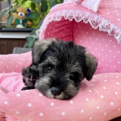ミニチュアシュナウザー・あいり・３ちゃん