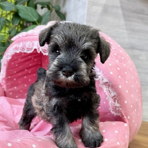ミニチュアシュナウザー・笑歩・２ちゃん