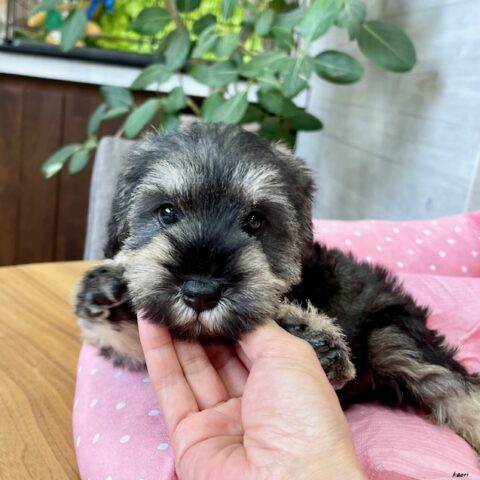 ミニチュアシュナウザー・ディアンヌ・２ちゃん