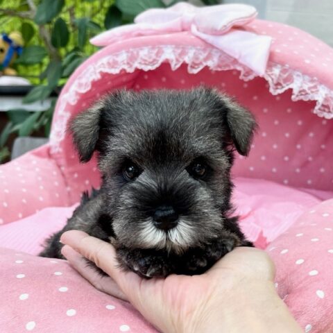 ミニチュアシュナウザー・ソング・４ちゃん