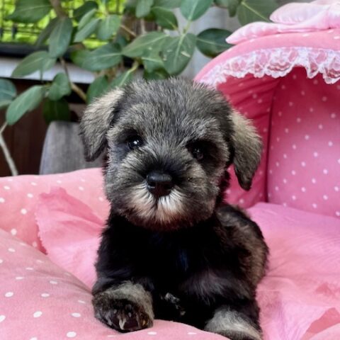 ミニチュアシュナウザー・たまえ・２ちゃん