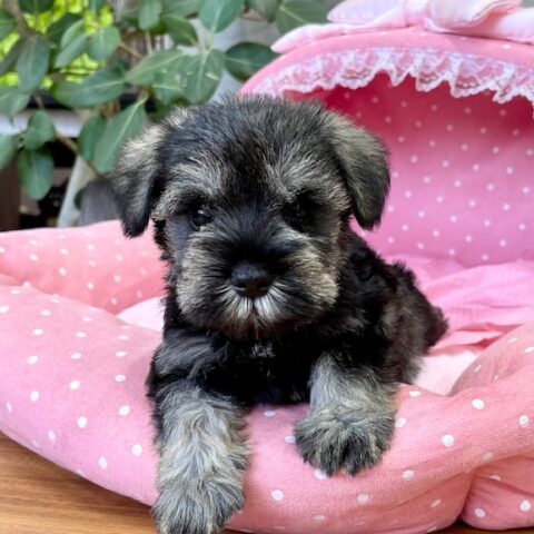 ミニチュアシュナウザー・ティアナ・１ちゃん