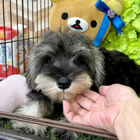 ミニチュアシュナウザー・セラ・２ちゃん