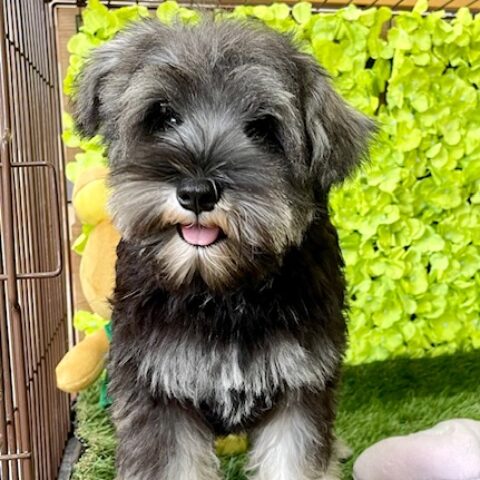 ミニチュアシュナウザー・ソング・３ちゃん