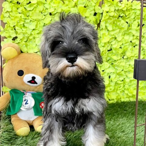 ミニチュアシュナウザー・たまえ・１ちゃん