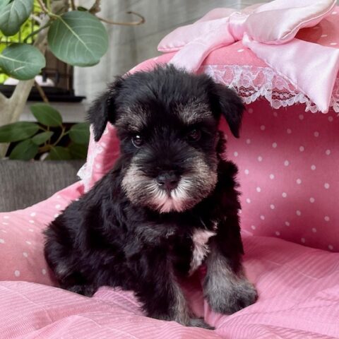 ミニチュアシュナウザー・・あず・１君