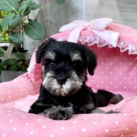 ミニチュアシュナウザー・・ほまれ・１君