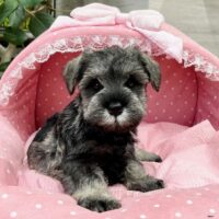 ミニチュアシュナウザー　　こあら・３君
