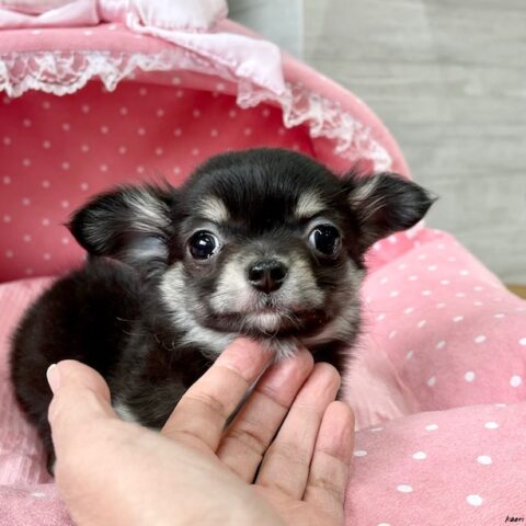 チワワ・まりも・２