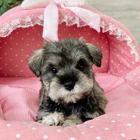 ミニチュアシュナウザー　　たまえ・２ちゃん