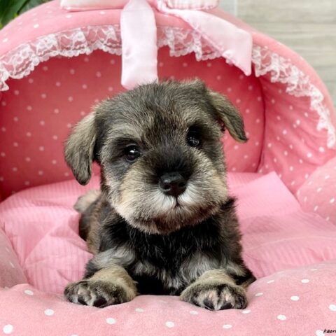 ミニチュアシュナウザー　　たまえ・４ちゃん