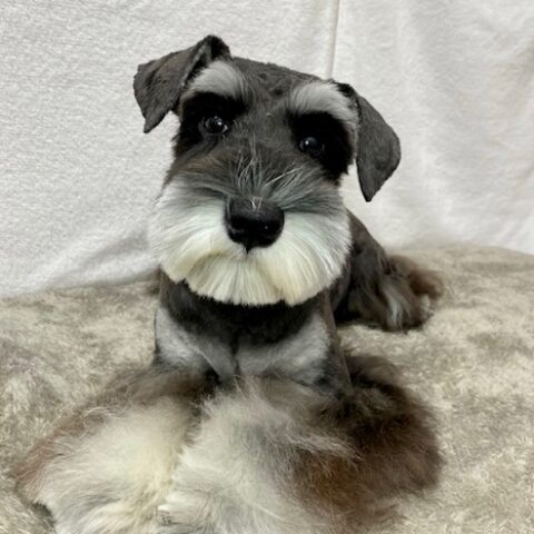 ミニチュアシュナウザー・里美・１君