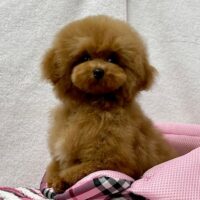 マイクロTカッププードル・ぽにょ・１ちゃん