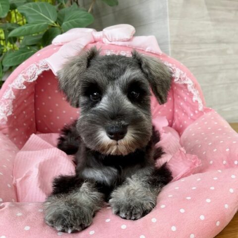 ミニチュアシュナウザー　　りりか・3ちゃん