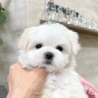 マルチーズ・うらん・１君