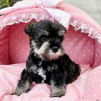 ミニチュアシュナウザー　　らぶり・１君