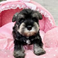 ミニチュアシュナウザー　　らぶり・１君