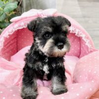 ミニチュアシュナウザー　　らぶり・１君