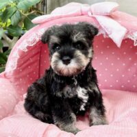 ミニチュアシュナウザー　　らぶり・１君