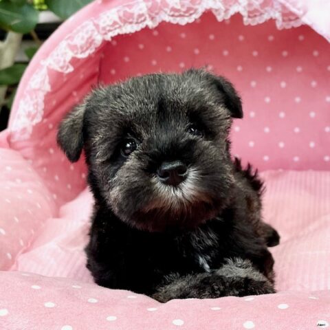 ミニチュアシュナウザー　　らぶり・２ちゃん