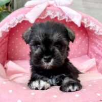 ミニチュアシュナウザー　　ルンカ・１君
