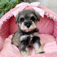 ミニチュアシュナウザー　　心菜・２ちゃん