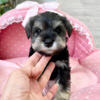 ミニチュアシュナウザー　　心菜・１君