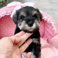 ミニチュアシュナウザー　　心菜・１君