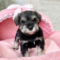 ミニチュアシュナウザー　　心菜・１君