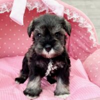 ミニチュアシュナウザー　　ノルン・４ちゃん